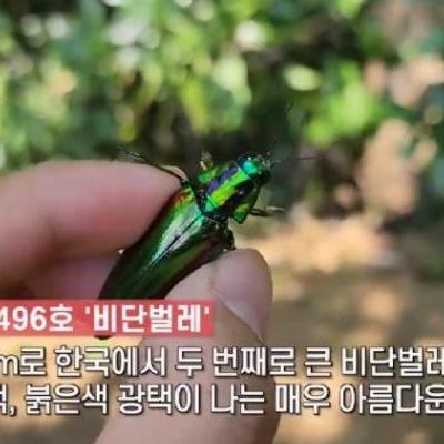 우리나라에서잡으면벌금5천만원이라는벌레