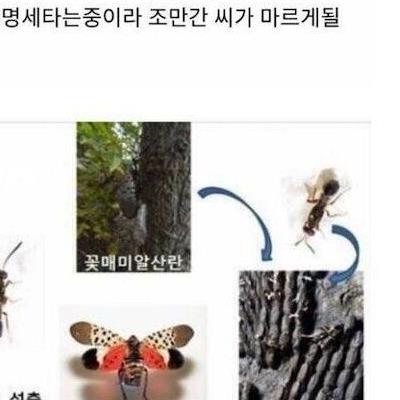 한국에 침범했던 외래종들 근황