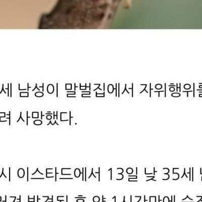 말벌집으로 자위한 남자의 최후