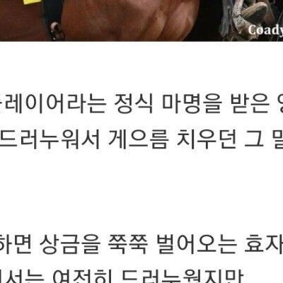 훌쩍훌쩍 골절상을 당한 말의 최후