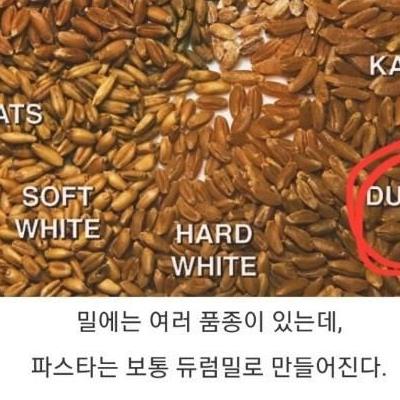 파스타가 밀가루인데도 살이 안 찌는 이유