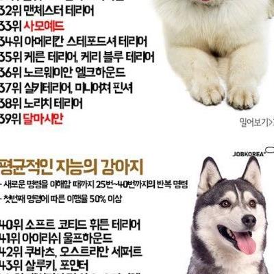 재미로 보는 강아지들 지능순위.jpg